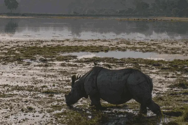 Safari Kaziranga National Park