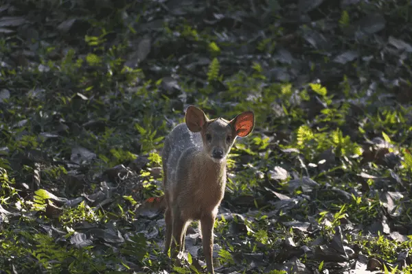 Kaziranga National Park