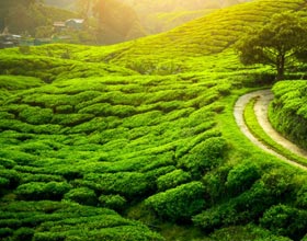tour packages to darjeeling from Delhi