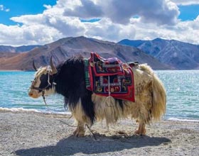 Leh Ladakh Tour