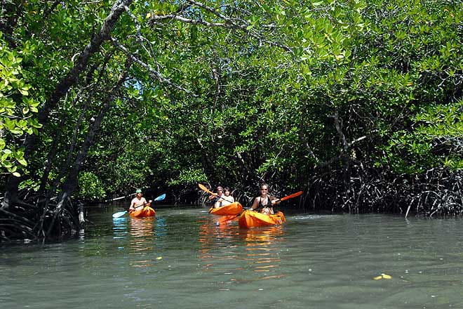 Mangrove Kayaking