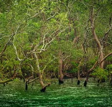 Sundarban tours